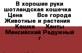 В хорошие руки шотландская кошечка › Цена ­ 7 - Все города Животные и растения » Кошки   . Ханты-Мансийский,Радужный г.